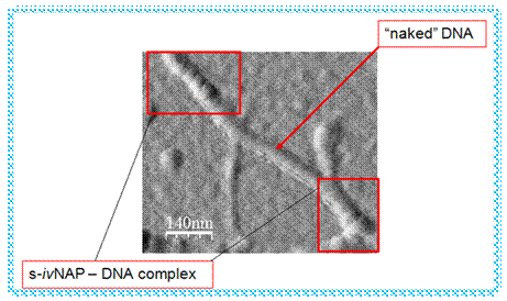 DNA Complex