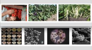 Side Event to the FAO Science and Innovation Forum 2022